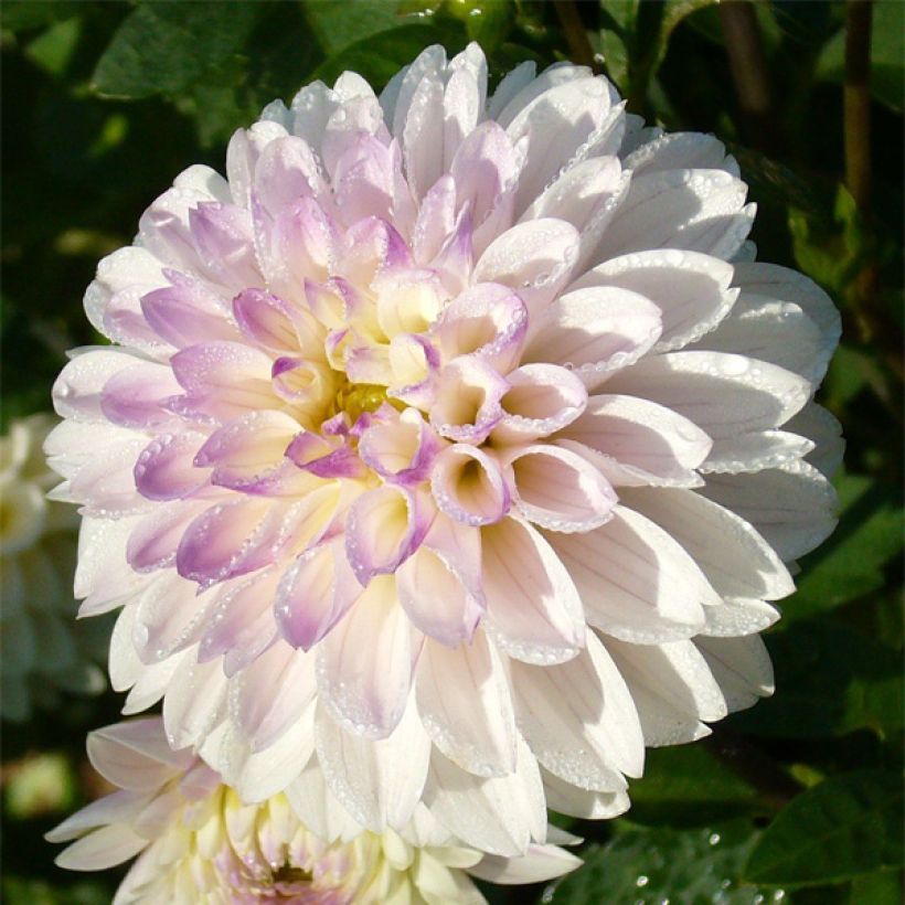 Dalia decorativa White Linda (Fioritura)