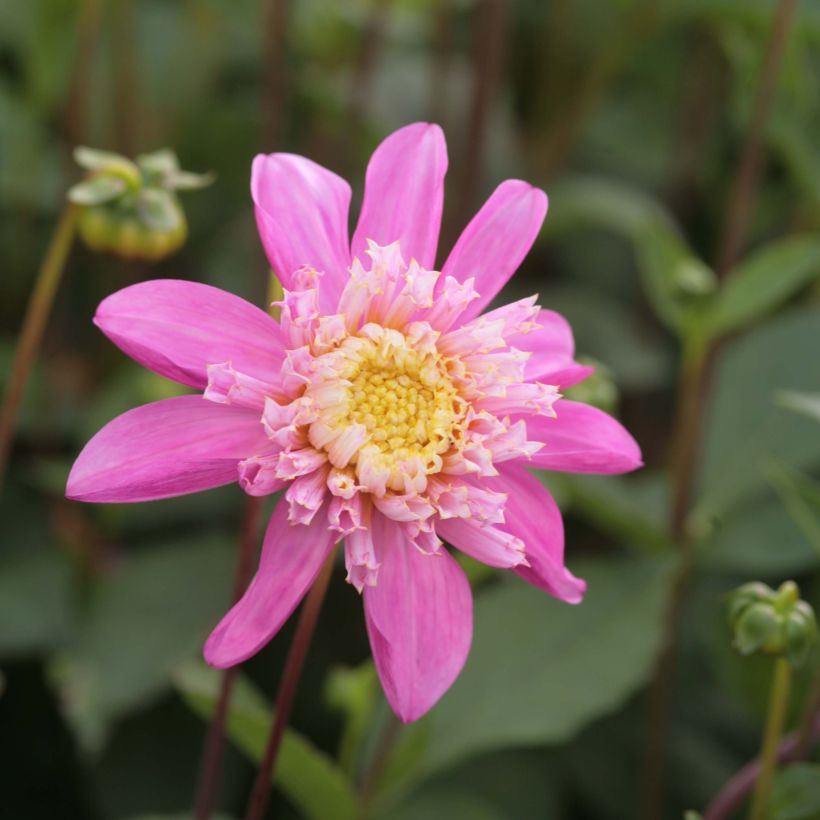 Dalia a fior d'anemone Siemen Doorenbos (Fioritura)