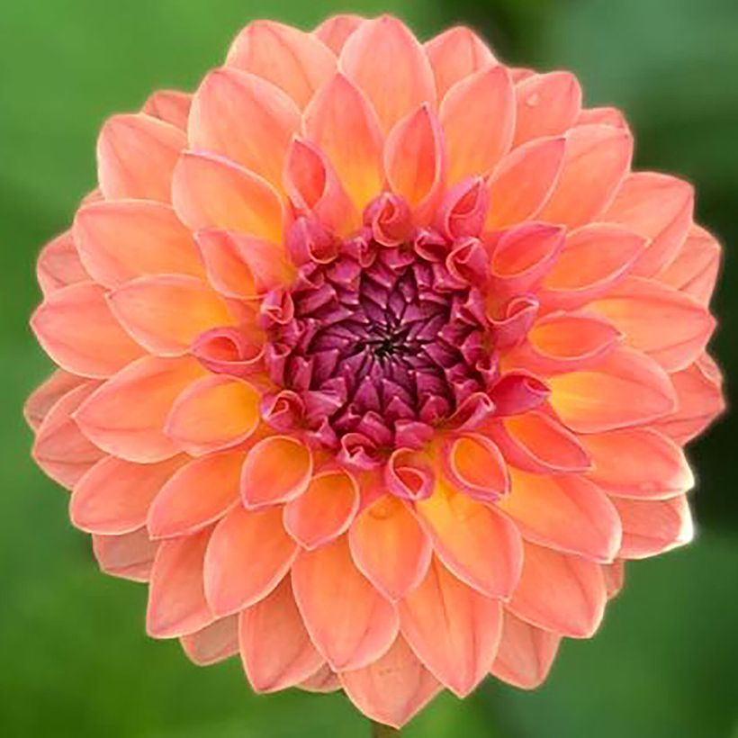 Dalia ball Orange Breeze (Fioritura)