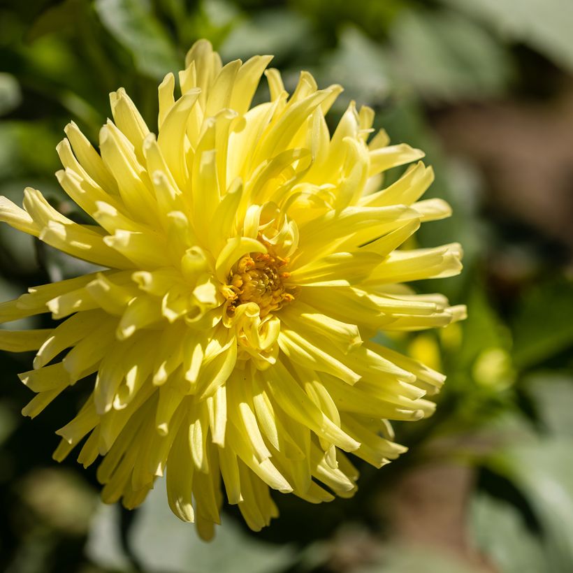 Dalia cactus Kennemerland (Fioritura)