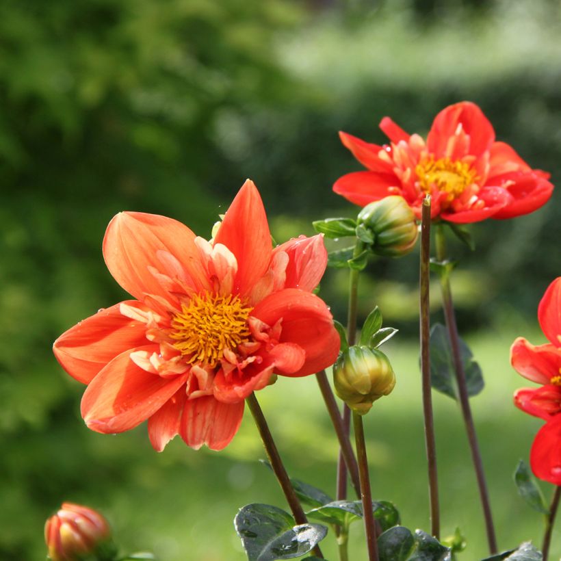 Dalia collarette Alstergruss (Fioritura)