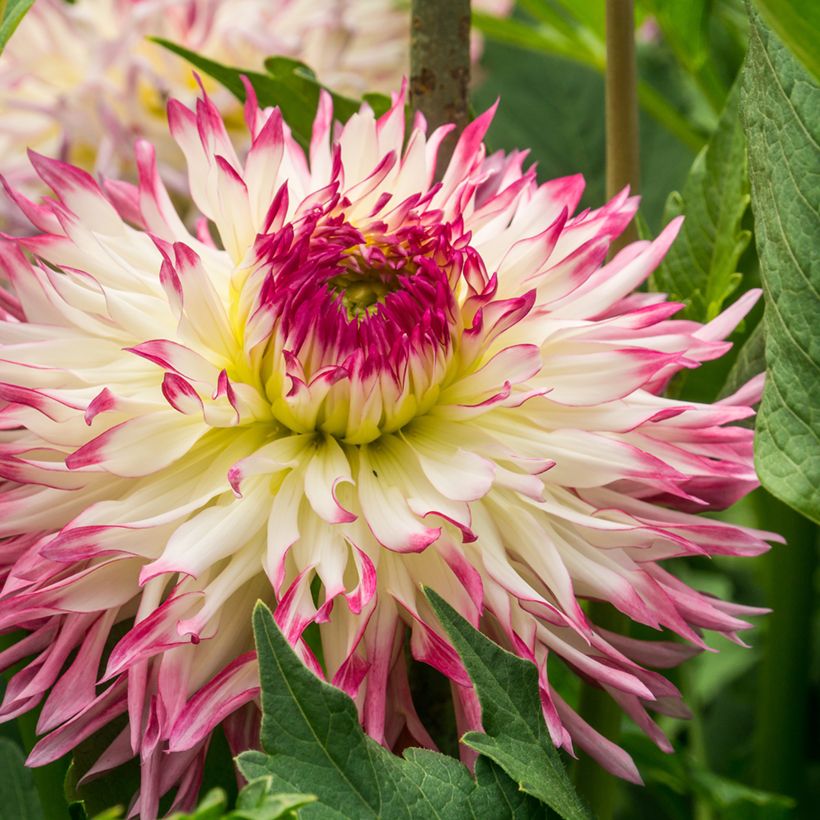 Dalia fimbriata Caproz Josephine (Fioritura)