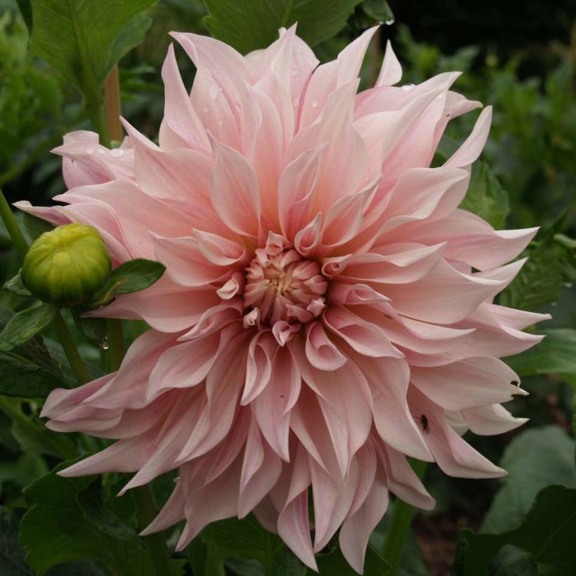 Dalia decorativa Café Au Lait rosé (Fioritura)