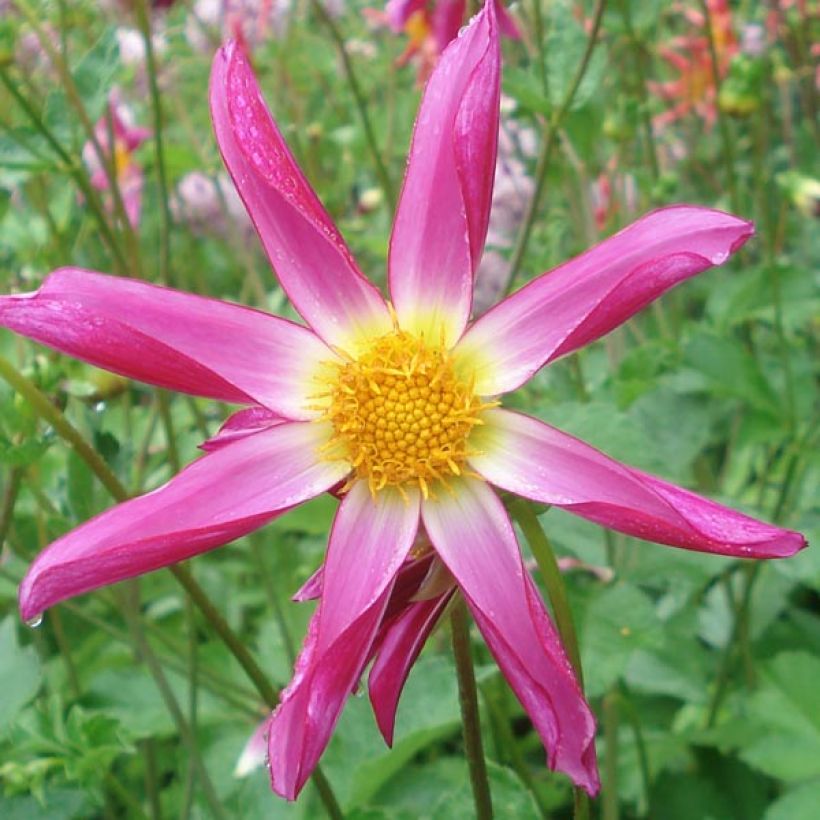 Dalia Honka Pink (Fioritura)