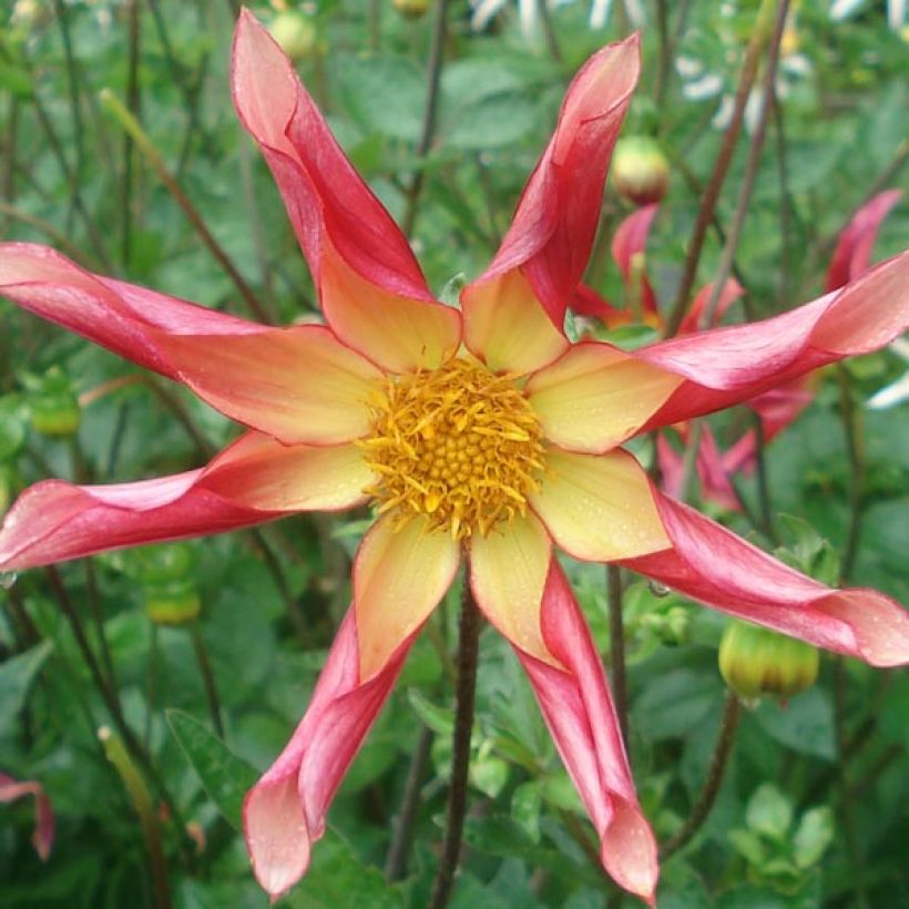 Dalia Honka Surprise (Fioritura)