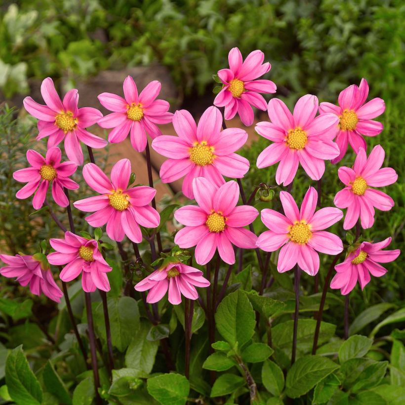 Dalia nana Topmix Pink (Fioritura)