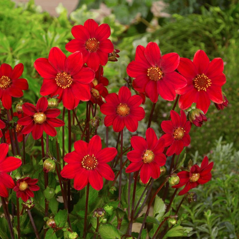 Dalia nana Topmix Red (Fioritura)