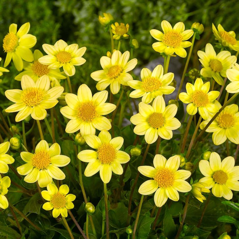 Dalia nana Topmix Yellow (Fioritura)