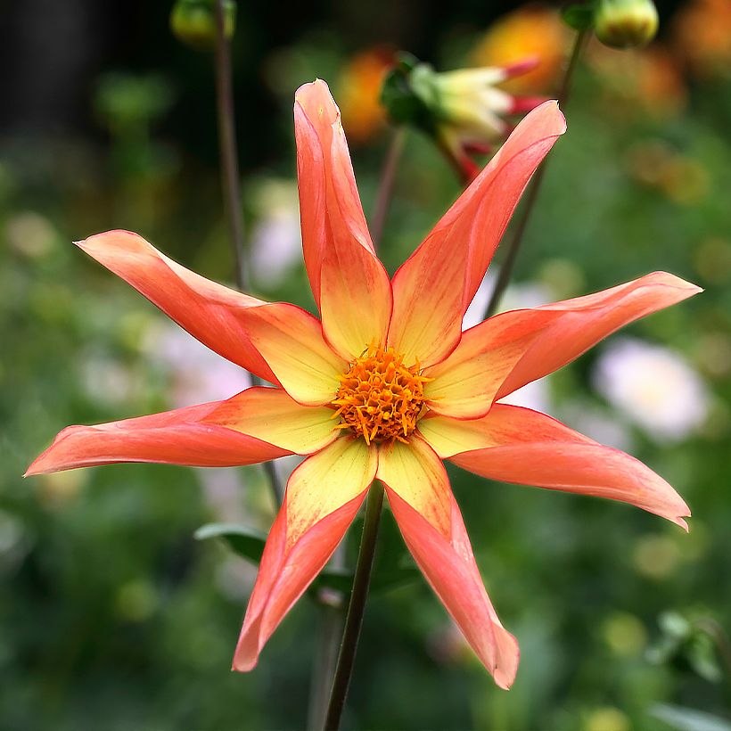 Dalia Honka Izarra (Fioritura)