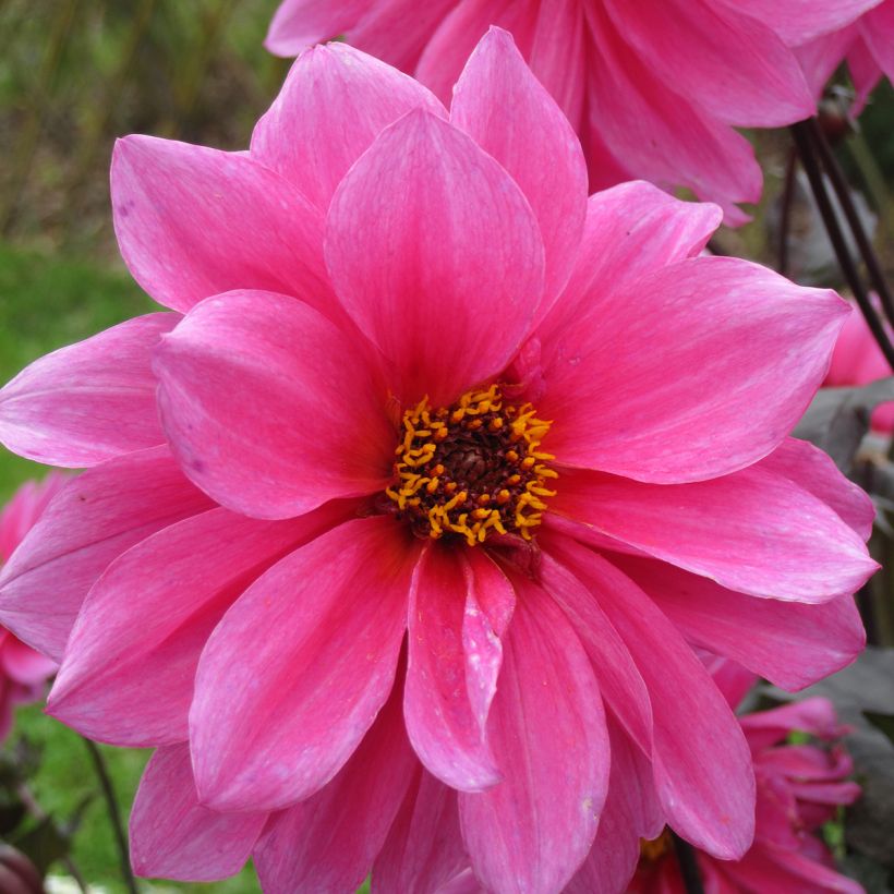 Dalia Fascination (Fioritura)