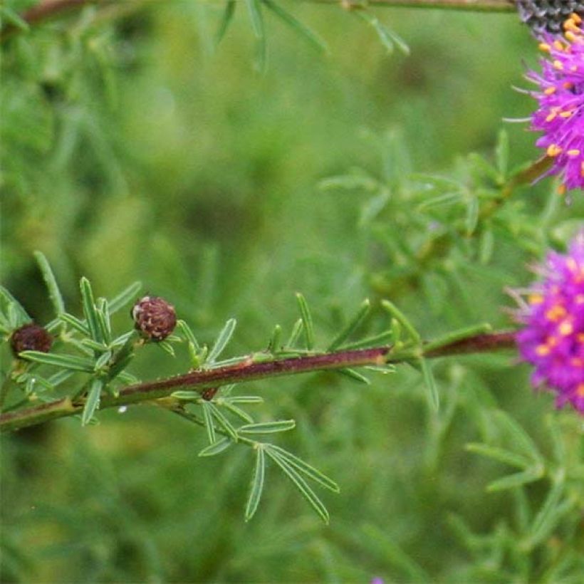 Dalea purpurea Stephanie (Fogliame)