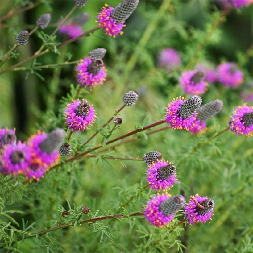 Dalea purpurea Stephanie (Fioritura)