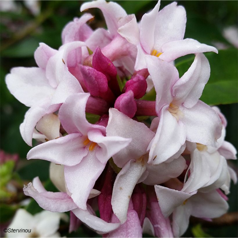 Daphne Perfume Princess - Dafne (Fioritura)