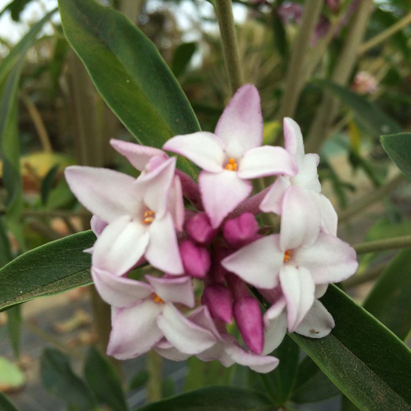 Daphne Spring Beauty - Dafne (Fioritura)