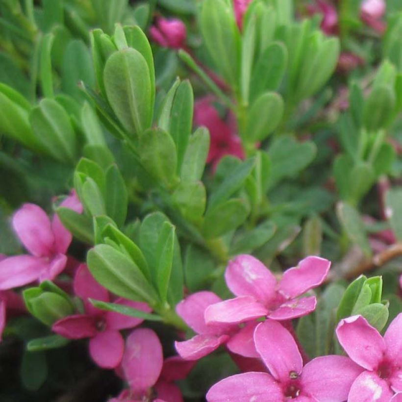 Daphne cneorum - Dafne odorosa (Fogliame)