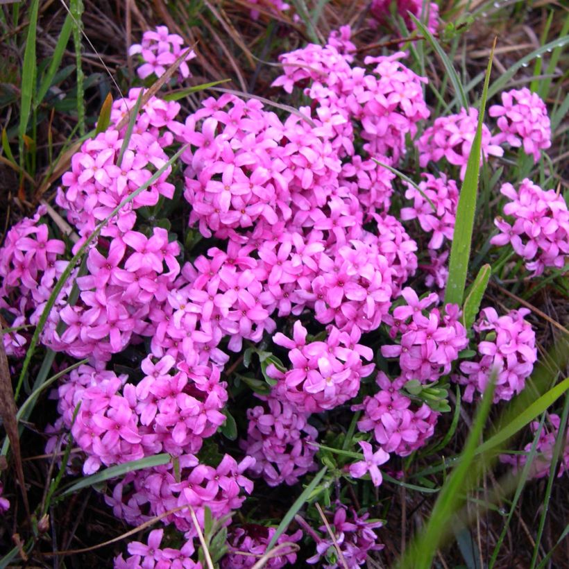 Daphne cneorum - Dafne odorosa (Fioritura)