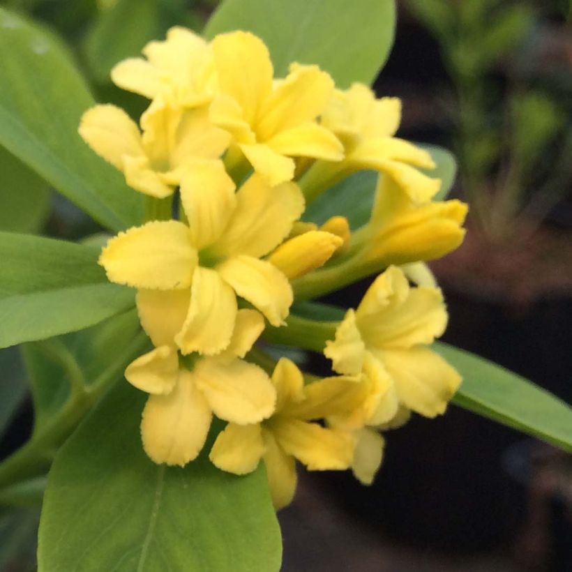 Daphne gemmata Royal Crown - Dafne (Fioritura)