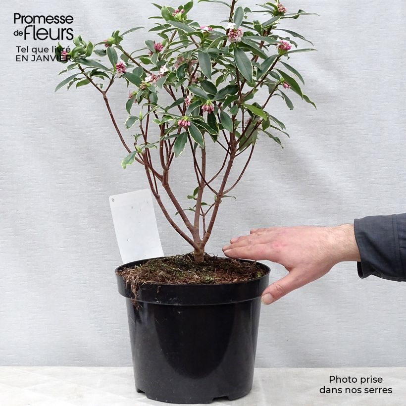 Daphne odora Aureomarginata - Pot de 1.5L/2L esemplare consegnato in inverno