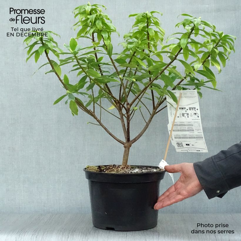 Daphne odora Aureomarginata - pot de 7,5L/10L esemplare consegnato in inverno