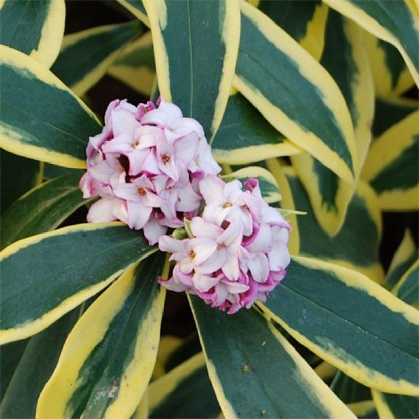 Daphne odora Marianni - Dafne odorosa (Fioritura)