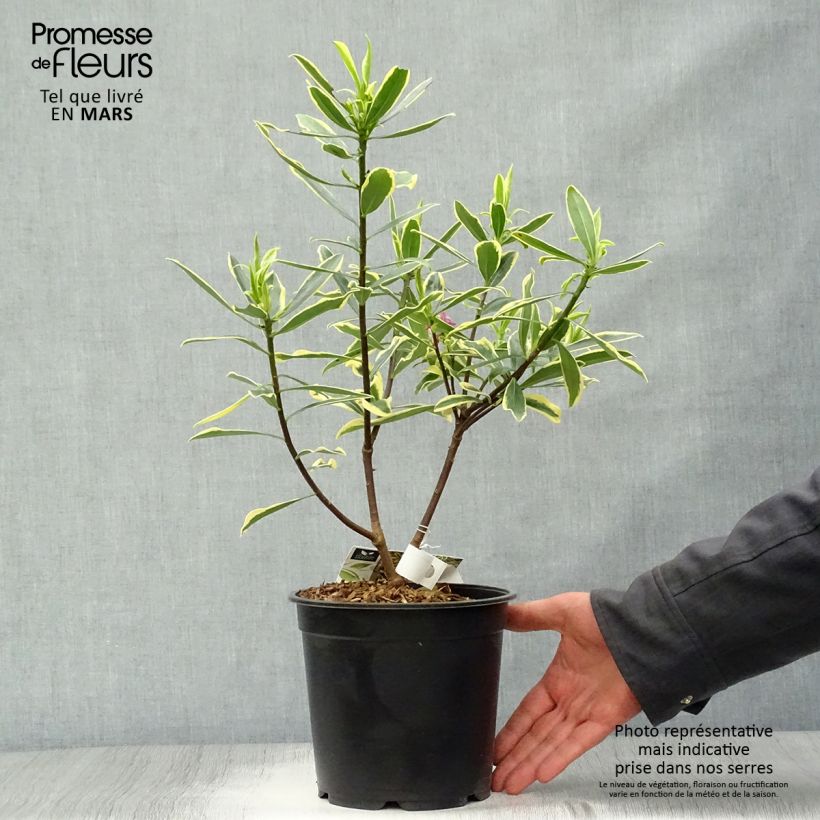 Daphne odora Marianni (Rogbret) Pot de 2L/3L esemplare consegnato in primavera