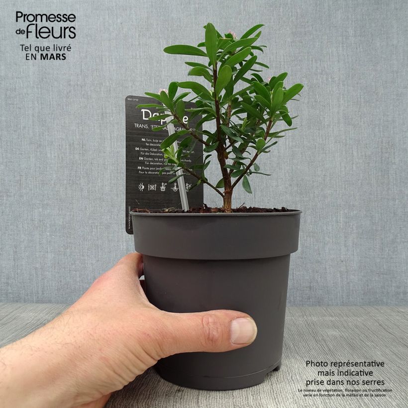 Daphne x transatlantica Eternal Fragrance - En pot de 1L/1.5L esemplare consegnato in primavera