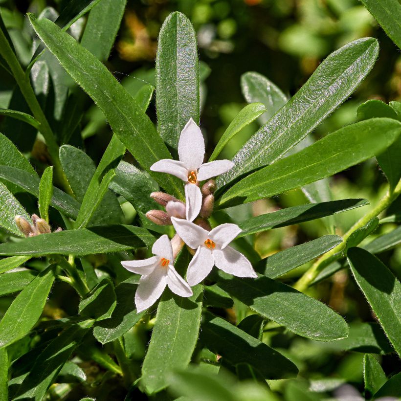 Daphne transatlantica Eternal Fragrance - Dafne (Fioritura)