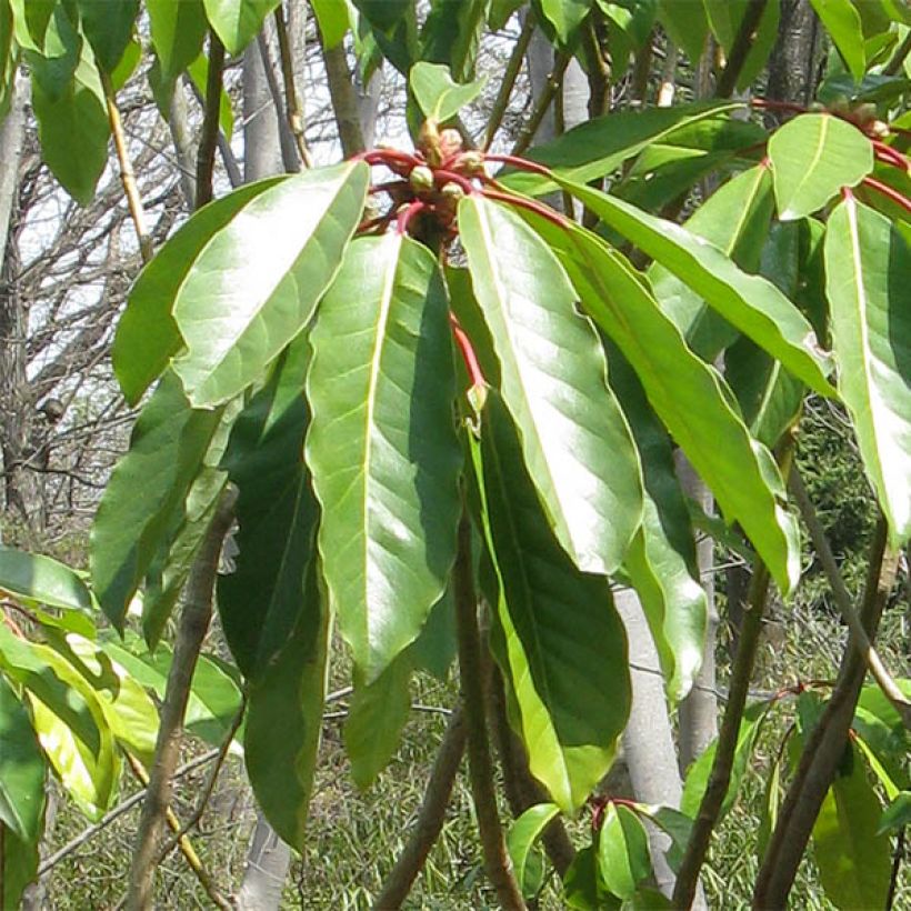 Daphniphyllum himalayense subsp. macropodum (Fogliame)