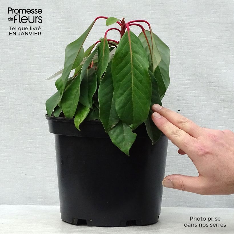 Daphniphyllum himalayense macropodum Pot de 2L/3L esemplare consegnato in inverno