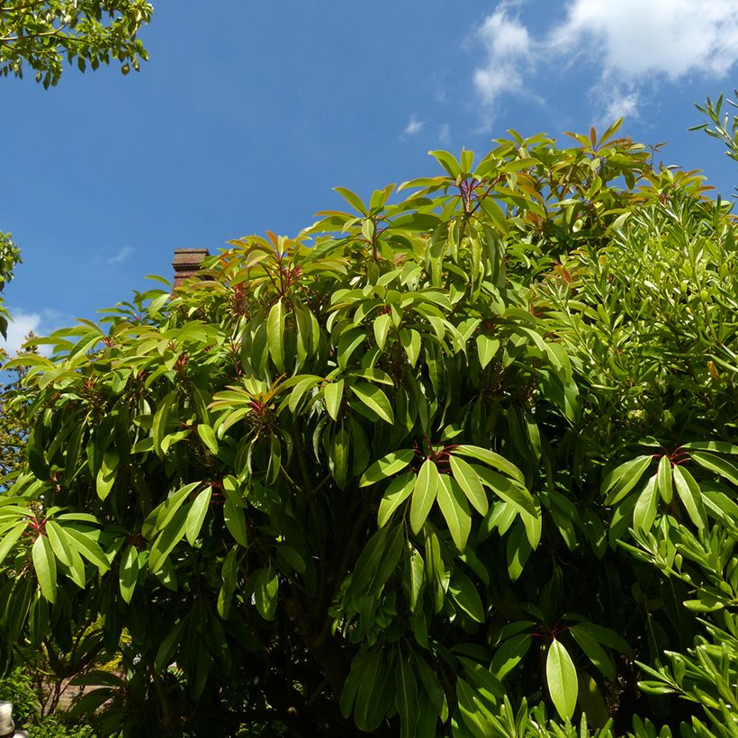 Daphniphyllum himalayense subsp. macropodum (Porto)