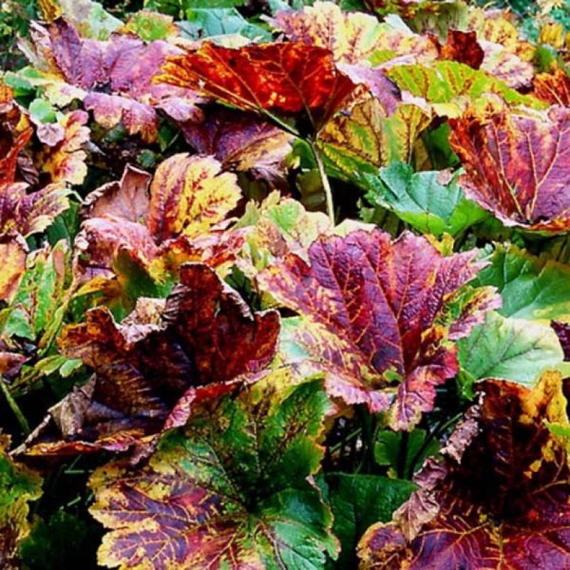 Darmera peltata (Fogliame)