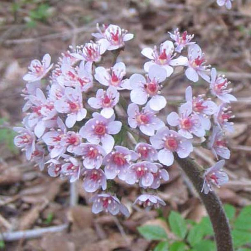 Darmera peltata (Fioritura)