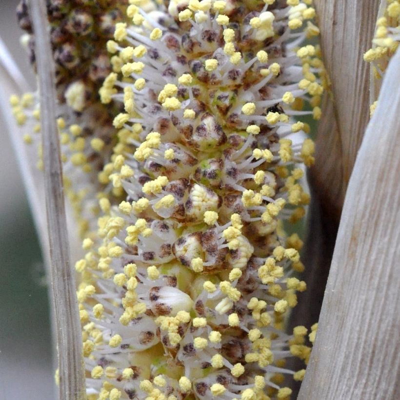 Dasylirion cedrosanum (Fioritura)