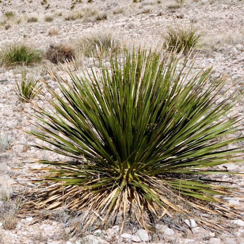 Dasylirion leiophyllum (Porto)