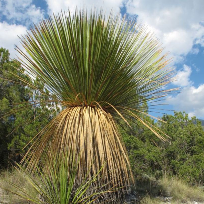 Dasylirion miquihuanensis (Porto)