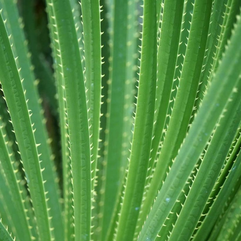 Dasylirion texanum (Fogliame)