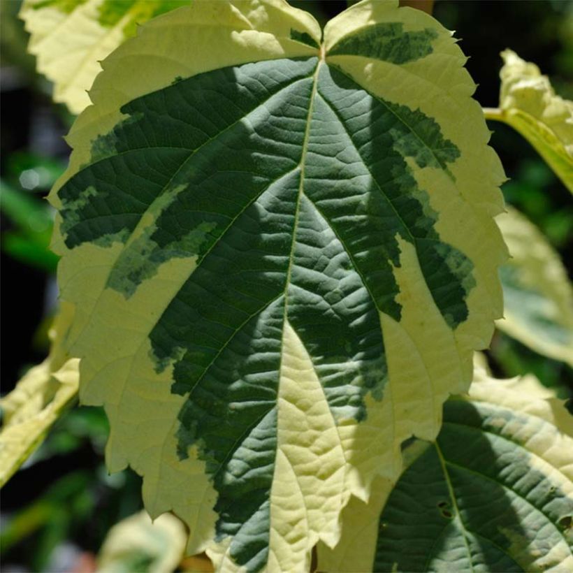 Davidia involucrata Lady Sunshine - Albero dei fazzoletti (Fogliame)