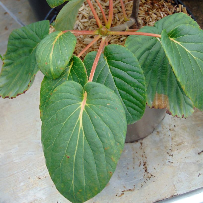 Davidia involucrata Sonoma - Albero dei fazzoletti (Fogliame)