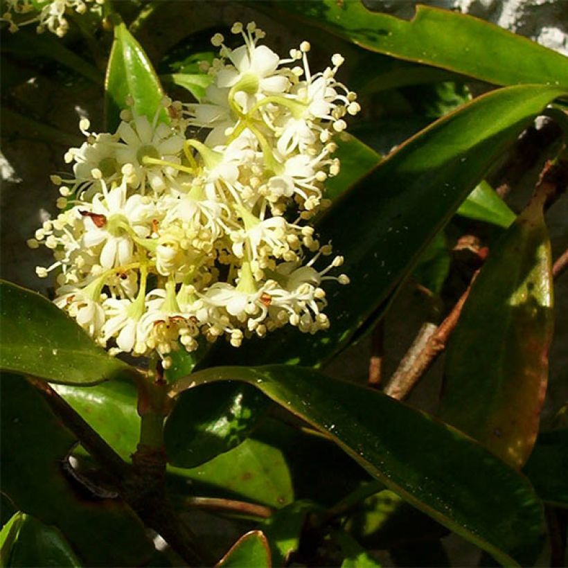 Decumaria sinensis (Fioritura)