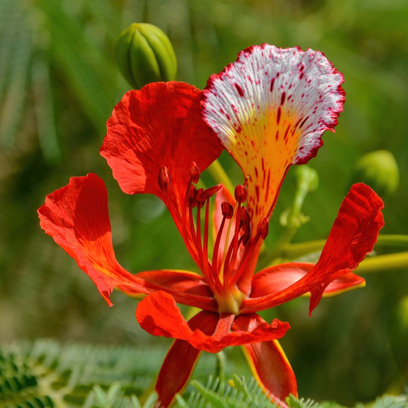 Delonix regia - Albero di fuoco (Fioritura)