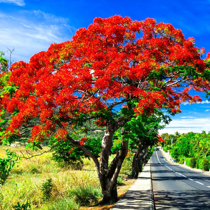 Delonix regia - Albero di fuoco (Porto)