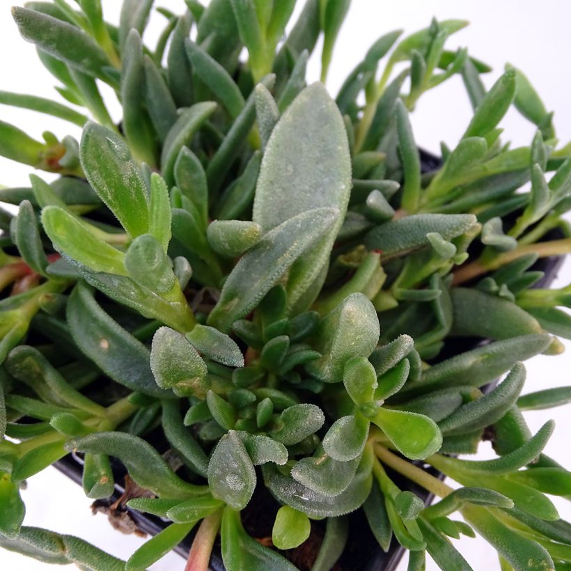 Delosperma cooperi Table Mountain (Fogliame)