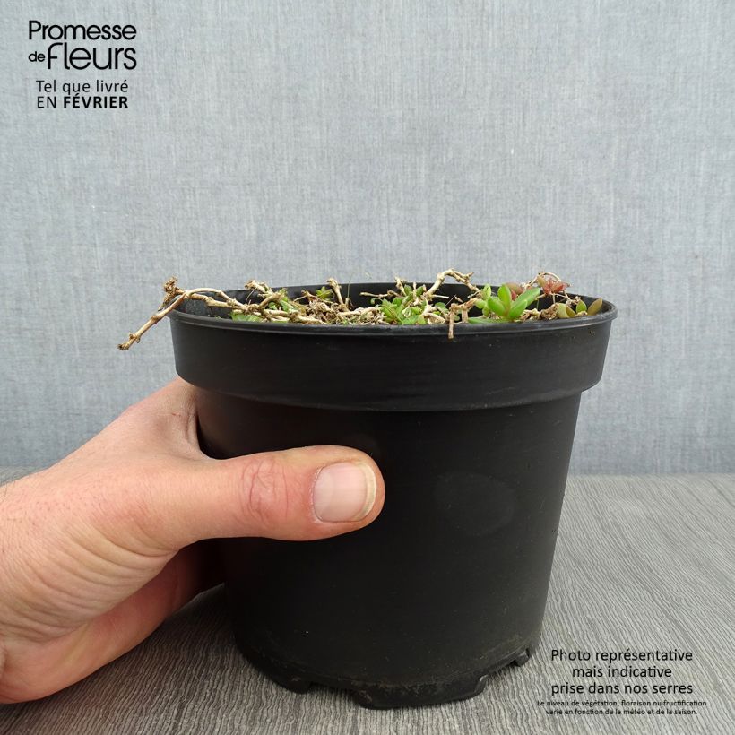 Delosperma Table Mountain - Pourpier vivace - Pot de 2L/3L esemplare consegnato in inverno