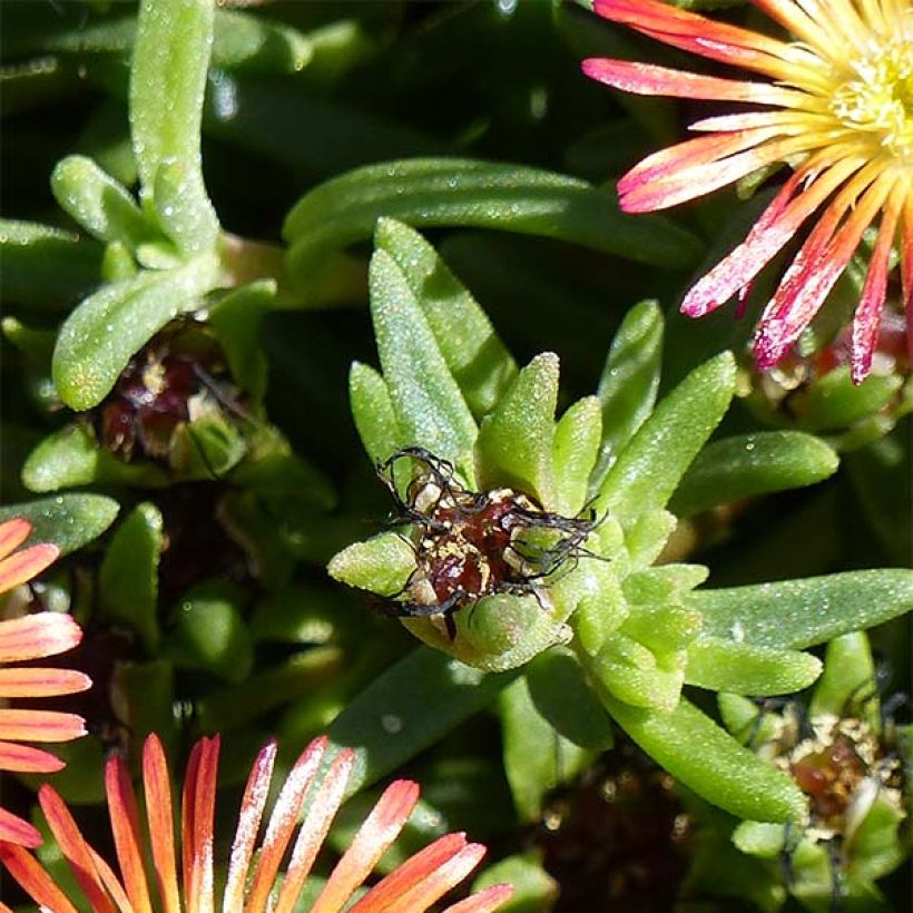 Delosperma Wheels of Wonder Fire (Fogliame)