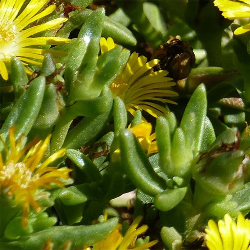 Delosperma Wheels of Wonder Golden (Fogliame)