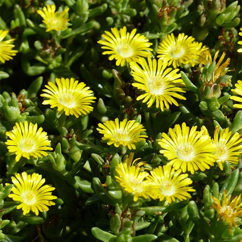 Delosperma Wheels of Wonder Golden (Fioritura)