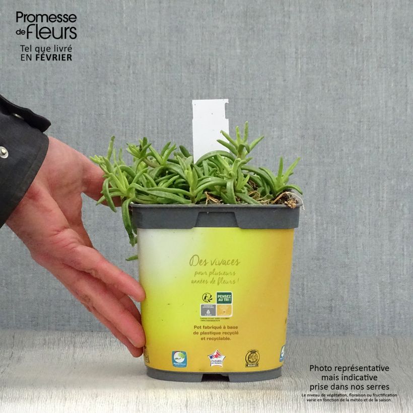 Delosperma Wheels of Wonder Golden en pot de 2L esemplare consegnato in inverno