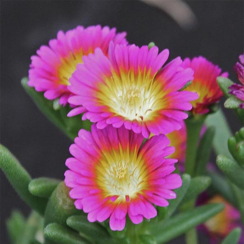 Delosperma Wheels of Wonder Hot Pink (Fioritura)