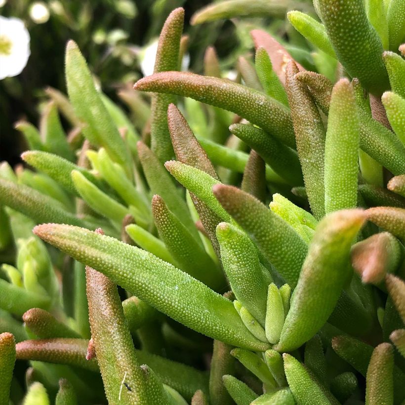 Delosperma Wheels of Wonder Hot Pink (Fogliame)