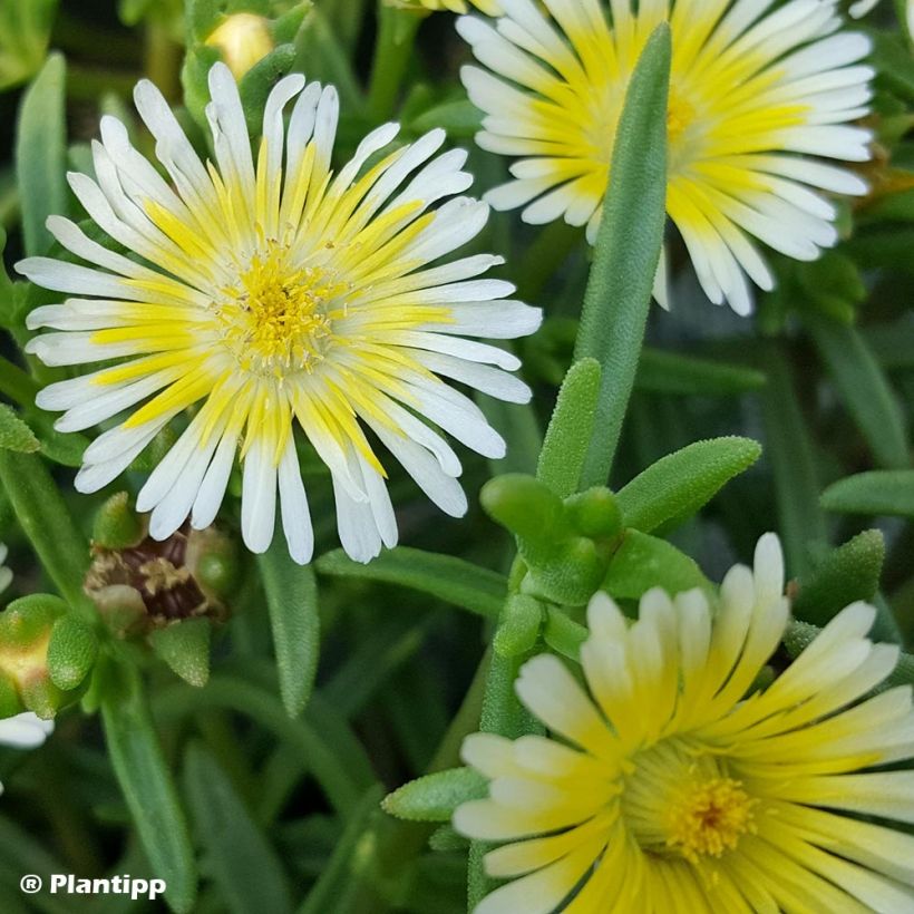 Delosperma cooperi Wheels of Wonder Limoncello (Fogliame)